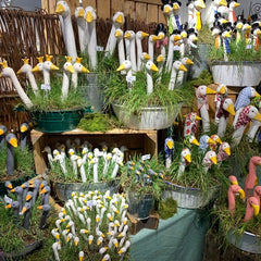 Collection image for: Birds