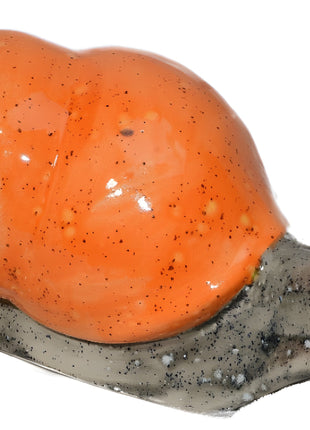 10" Long Shelled Snail | 1/case