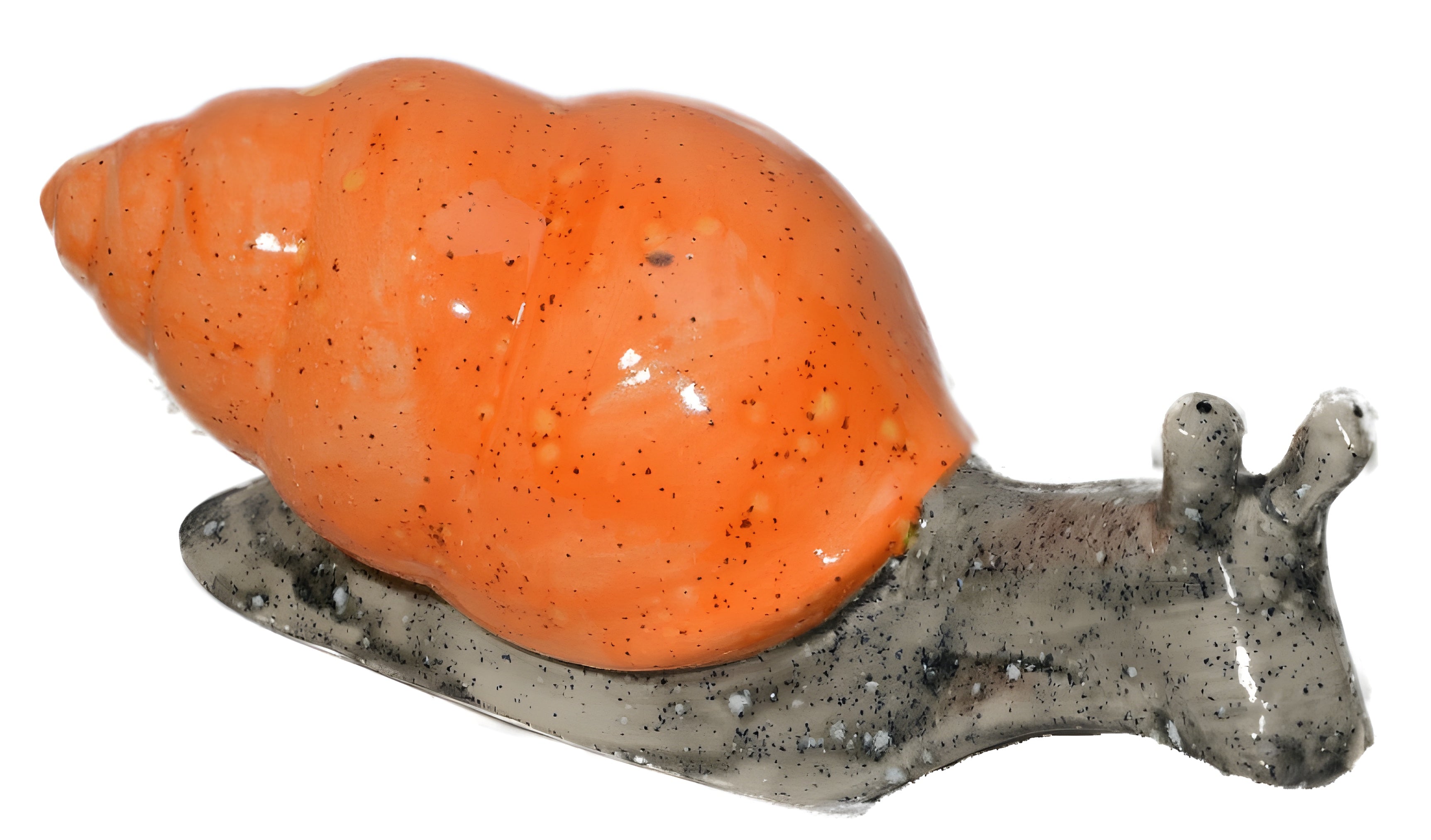 10" Long Shelled Snail | 2/case