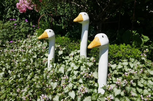Garden Geese (Various Case Packs)